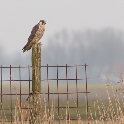 Op de terugweg zat deze slechtvalk er nog steeds, ver de weilandanden in. Al wandelend heb ik haar heel  voorzichtig benaderd en ze trok zich niets van mij aan.... 
Dit maakt de hele week al weer goed.