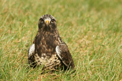 Dit jaar ontzettend veel ruigpootbuizerds in Nederland. In poldergebied Rosmalen-Lith-Nuland waren minimaal drie exemplaren aanwezig. Vogels zijn beduidend minder schuw dan onze "buizerden".