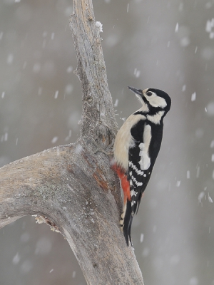 Drie dagen sneeuw in Noord-Zweden maakte het fotograferen niet eenvoudiger, maar leverde wel mooie beelden op