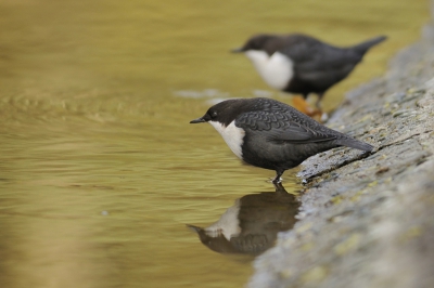 De twee waterspreeuwen in de AWD vlak bij elkaar, een beeld dat niet zo vaak voorkomt