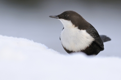 Geprobeerd gebruik te maken van de fraaie omstandigheden: een dik pak sneeuw, een net doorkomend avondzonnetje en een bijzondere vogel.