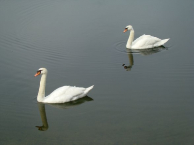 Genomen vroeg in de ochtend aan het begin van een lange bergwandeling. Ik zag deze twee zitten op een rimpel vrij meer.