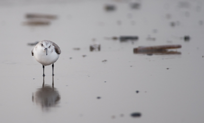 Gisteren voor het eerst mijn nieuwe lens "echt" kunnen uitproberen. De C.Alba is n van mijn favorieten en deze kijkt zo in de lens van ".. en tevreden meneer, kan ik weer verder."