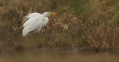 Op de terugweg van mijn werk kom ik via een omweggetje langs een klein gebiedje waar elke dag een zilverreiger zit. De pest en meteen ook het voordeel is dat het aan een doodlopende weg ligt. Hierdoor kan ik er maar van n kant in en daardoor loopt de zilver van mij af als hij me in de gaten heeft... Ik probeer om de auto zo vroeg mogelijk stil te zetten en te hopen dat hij mijn kant op komt. Vooralsnog moet ik het doen met deze foto! Wel een erg leuk project in het kleine uurtje na mijn werk!