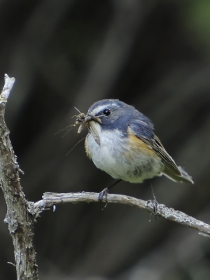 Onderweg langs de oostgrens van Finland vonden we laat in de avond een hele familie Blauwstaarten. Eigenlijk was het al te donker om te fotograferen, maar deze kans kregen we maar n keer met dit als resultaat.