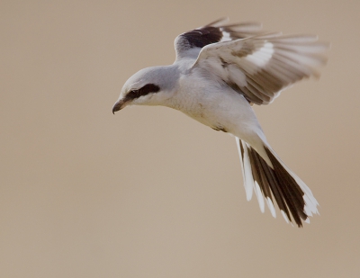 Bird picture: Lanius excubitor / Klapekster / Great Grey Shrike