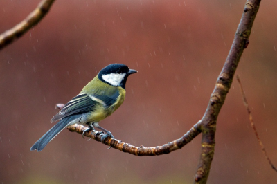 Mijn eerste foto op Birdpix.
Toch nog een aardige foto gemaakt op de Pixperience.