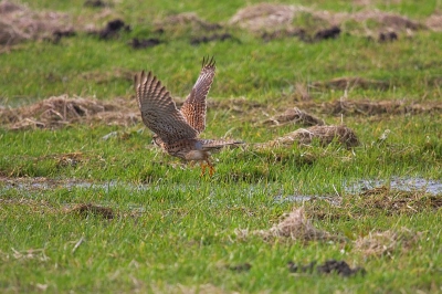 Na 10 minutjes vanop een paaltje de omgeving afgespeurd te hebben, zag ze een  lekker hapje voorbijrennen.
Het valkje reageerde zeer snel maar toch kon de muis ontsnappen.