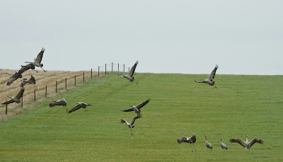 Volgens cijfers van Seo/BirLlife uit 2007/2008 overwinteren er ruim 151.000 kraanvogels in Spanje, waarvan zo'n 80.000 in Extremadura. Je komt ze dan ook overal tegen, in de dehesa's, mais- en rijstvelden maar ook op open terrein zoals hier in La Serena. Ze vliegen zowat uit het beeld want ze hebben het niet zo op pottenkijkers. Het licht was ook deze dag verre van optimaal, grijs en het was ook al laat in de middag.