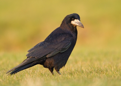 Ik vind dit zulke intrigerende vogels! Je ziet ze bij ons vaak gevaarlijk dicht langs de weg, maar toch zijn ze als je stopt bijzonder schuw. Hoe ze ook door de bermen lopen op zoek naar wat te eten... geweldig. Ik kan ze erg waarderen! In het laatste zonlicht van vandaag kon ik na mijn werk er n fotograferen die zich niet zoveel van mij aantrok!