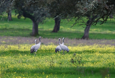 Ook in het gebied ten westen van Zafra tot aan de Portugese grens zaten veel kraanvogels. Deze familie trof ik aan in een dehesa vol met gele bloemetjes, en dat in de eerste week van januari! Ondanks het wederom fletse weer vond ik het wel een bijzondere kleurige setting want meestal worden kraanvogels gefotografeerd op een bruine akker met maisstoppels. De takkenbende bovenin is misschien minder fraai, maar past wel goed in dit decor.