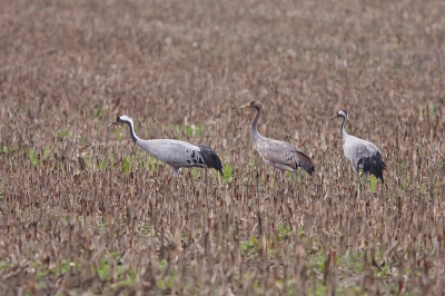 Hier een meer gebruikelijke foto van een familie kraanvogels tussen de stoppels van een maisveld. Deze waren minder schuw en lieten me dichterbij komen dan voorheen, dus een kans om wat minder landschap en wat meer vogel te tonen.