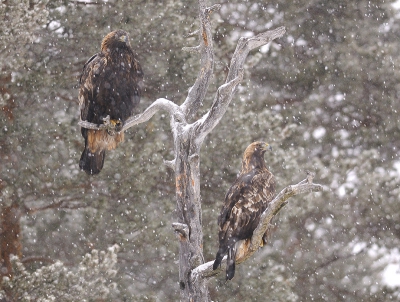 Drie dagen doorgebracht in de hide van Conny Lundstrm, een professionele natuurfotograaf met een passie voor steenarenden. In totaal vij arenden gefotografeerd en elke dag veel mogelijkheden. Voordat de arenden op de grond kwamen, keken ze meestal langdurig "de kat uit de boom". Het enige nadeel was dat het drie dagen lang sneeuwde.