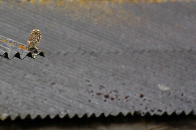 Steenuiltje op een golfplaten dak naast een oude vervallen schuur. Vanuit de auto met 70-300 vr.