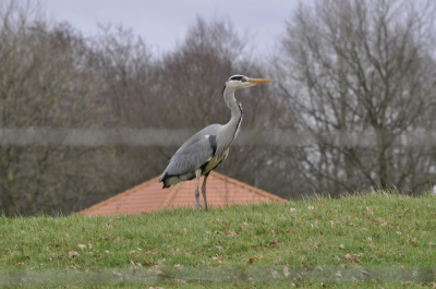 Deze blauwe reiger stond bij een kinderboerderij, achter het prikkeldraad (dat is dus de vage streep in de foto). Vogels fotograferen vergt geduld en een beetje geluk, op deze foto is geduld en geluk samen gekomen.