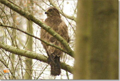 vandaag bewolkt grijs weer , maar gelukkig zag ik deze buizerd in een bosje zitten . bied e foto aan omdat het mijn eerste upload op dit forum is , en ik zodoende wil leren van de commentaren. zelf ben ik er in ieder geval erg blij mee