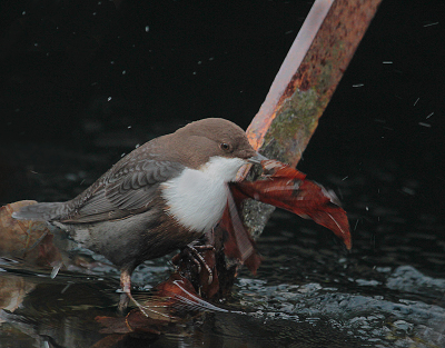 Veel foto's gemaakt maar was er niet tevreden over!Deze vond ik wel bijzonder door het  mooie rode blad dat ie uit het water haalde na een duik.
Hoop niet dat ie al teveel verscherpt is,ik ben daar altijd nogal voorzichtig mee maar anders was ik bang dat ie "onscherp"in het tijdelijke zou belanden.
Donker,somber,regenachtig weer.