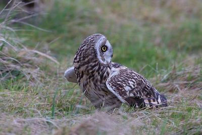 Bij het wachten op de velduil kom je altijd weer voor verrasingen te staan.
Hier dook hij vlak voor mij neer en kon net een foto maken.