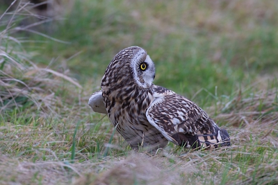 Bij het wachten op de velduil kom je altijd weer voor verrasingen te staan.
Hier dook hij vlak voor mij neer en kon net een foto maken.