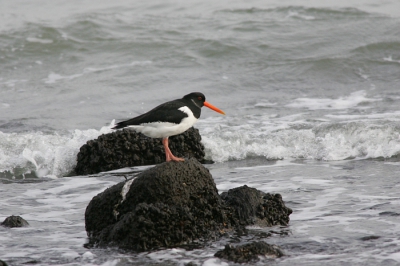 Vandaag naar de maasvlakte geweest, het stormde en was heel koud, niet echt veel gezien wel een wulp die ik voor het eerst voor mijn lens had geprobeerd vast te leggen maar voor ik goed en wel kon platen was de vogel gevlogen twee foto's gemaakt en beide NIET SCHERP! Deze scholeksters  dan maar.