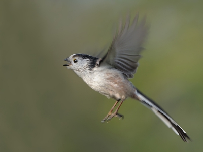 Na de vliegende vink heb ik het nu eens geprobeerd met staartmeesjes. Dat valt niet mee om die vliegend scherp op de foto te krijgen. In de tuin vanuit mijn raam genomen.