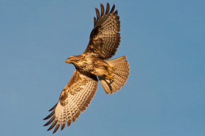 Eigenlijk wilde ik een deze buizerd fotograferen terwijl hij op rustig op een lataarnpaal in het zonnetje zat, helaas vloog hij op het laatste moment op, even later zag ik dat het toch een aardig plaatje opgeleverd had!