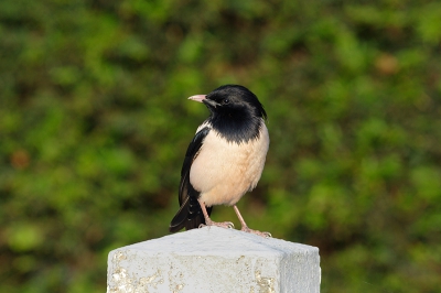 Bij het vertrek naar het werk zag mijn schoonbroer gistereen een Roze Spreeuw op zijn stoep en in de voortuintjes van de buren foerageren !
Foto gemaakt met 500m canon + 20D op 200 asa belichting -1/3