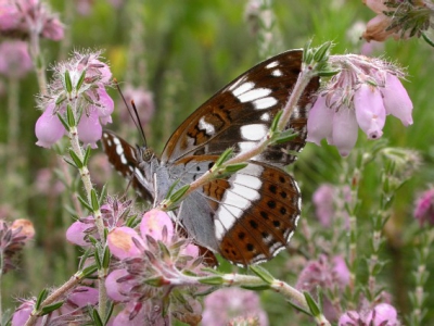 Wat een ontzettend mooie vlinders!