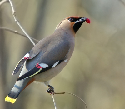 Vandaag was ik een dagje vrij en dat gaf al genoeg redenen om eens naar Deventer af te reizen voor de pestvogels. Het was vandaag prachtig weer en voor het eerst in  mijn leven zag ik de pestvogels. Wat een mooie vogeltjes zeg... Het was nog een pittige opgave om deze vogels goed te fotograferen. Deinende takjes en veel beweging zorgde voor veel onscherpe foto's. Gelukkig zaten er ook nog goede foto's bij en de gezelligheid was ook nog eens flink aanwezig ;)