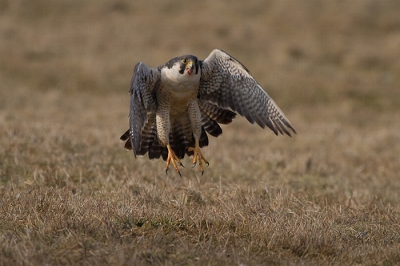 Slechtvalk pakt kuifeend (man) langs het fiespad Bantpolder. de snelle rover vloog weg, maar kwam terug naar de prooi die ik iets verder van de weg had gebracht.