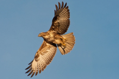 Al zo lang probeer ik een buizerd te fotograferen met mijn 200 mm lens ;-)...Deze buizerd, die bovenin een lantaarnpaal van het zonnetje zat te genieten, was ik al een tijdje aan het "besluipen" Toen hij op het allerlaatste moment ervandoor ging bleek dat achtraf niet eens zo erg te zijn.