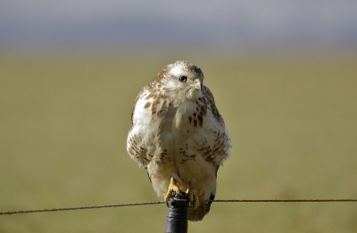 Buizerd langs de kant van de weg en als je stopt vliegt hij/zij weg, wie kent het niet. vandaag kwam ik deze tegen en heb het anders geprobeerd n.l door het open dak en je gelooft het niet maar hij/zij bleef zitten!
