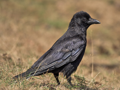 Aangezien er veel foto's worden beoordeeld op technische qualiteiten heb ik hier een plaatje voor de technici onder ons.
Geen bijzondere vogel voor de meesten misschien, voor mij heeft deze bijna slimste vogel ter wereld wel een speciaal plekje.

[Canon 500 F4 L]
