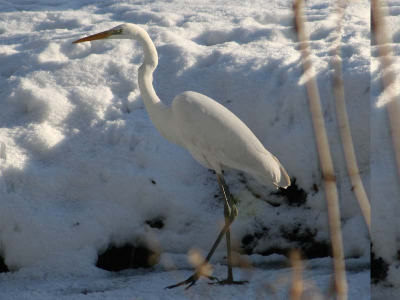 mijn eerste waarneming van een grote zilverreiger in Rotterdam, het was koud maar gelukkig was er volop zon