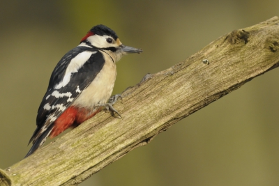 Wil ook eens proberen of ik tussen deze mooie foto,s pas?
Hij/zij komt wel vaker op bezoek in de tuin, en nu eindelijk lukte  het om het goede moment te pakken.