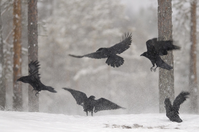 Voordat de steenarenden komen, verschijnen eerst de raven. Die gebruiken veel tijd om te zien om de omgeving veilig is. Daarna is het voortdurend ruzin, spelen, veel roepen rond de prooiresten. Deze opname geeft dat mooi weer met de middelste raaf als een soort dirigent (of als tovenaar :-)). Ik hoop dat bij het verkleinen het effect van opstuivende sneeuw nog zichtbaar blijft.