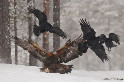 Zodra uit het gedrag van de raven duidelijk wordt dat de kust veilig is, durven ook de steenarenden te komen. Zodra een steenarend op de prooiresten afkomt, ontstaat paniek bij de raven.