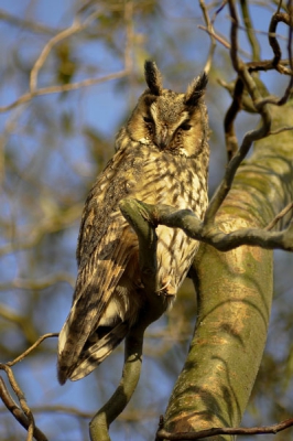 Deze Ransuil zat op een steenkoude vroege morgen in een klein boompje te genieten van de zon, gelukkig kon ik hem zonder hem te storen fotograferen met mijn 210 mm lens ;-)