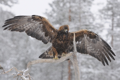 Voor de liefhebbers nog twee foto's vanuit de onvolprezen hide van Conny Lundstrm. Deze indrukwekkende steenarend op een meter of 15 afstand; een fantastische ervaring in het prachtig besneeuwde landschap.