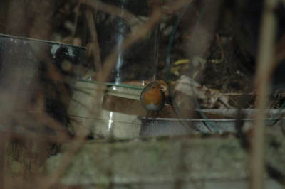 Tijdens het in de tuin werken, hand geschoten door mijn vrouw. Een voorbeeld van...waar je mee omgaat, wordt je mee besmet.