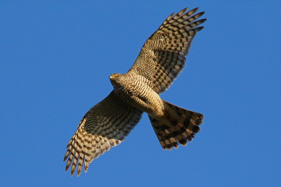 op weg naar een klant vloog deze sperwer boven de auto, snel fototoestel gepakt en deze plaat geschoten.
Voor het eerst met mijn 300mm 2.8 + 1.4 canonlens.
hopen dat ie nu goed is......:-)