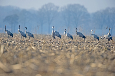 Op enige afstand te benaderen, deze Kraanvogels fouragerend op een maisakker rond de Groote Peel.