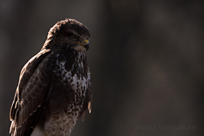 voorbij rijdend heb ik nog net 1 shot kunnen maken van deze buizerd