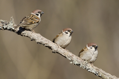 These three guys obviously had a good time enjoying the first warm rays of sunlight in January.