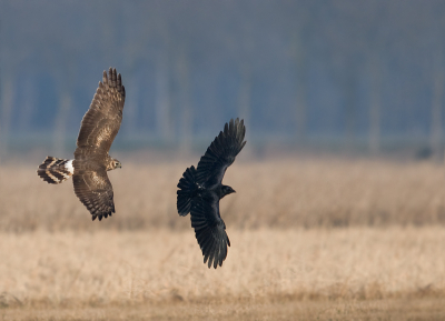 Zowel maandag als dinsdag viel er toch wel van alles te beleven op de Dodaarsweg.
Hier nog een foto van de strijd tussen blauwe kiek en zwarte kraai.
Hele serie inmiddels op mijn site:www.edvanzoonen.nl