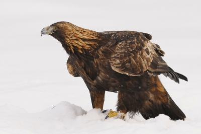 De laatste steenarend waaruit naar mijn mening goed te zien is wat voor indrukwekkende vogel dit is.