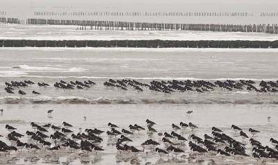 Het ritme van de scholeksters over het wad repeteerden zich in de achtergrond dmv de rijsdammen. Het beeld sprak me zelf wel aan, de lijnen die steeds meer verdunnen. Is het wat?