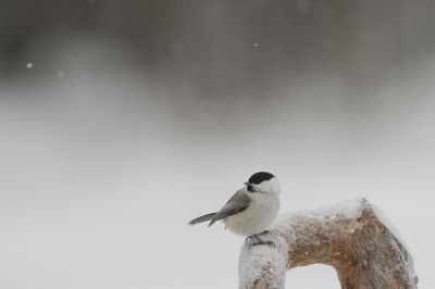 Voor de hide van de steenarenden, verschenen ook andere vogels, zoals deze matkop. Opvallend omdat de achtergrond op hoofdlijnen dezelfde kleurverdeling heeft als de matkop.