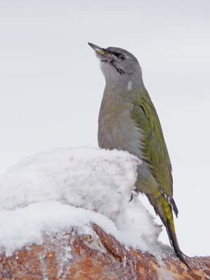 Vlak voor het te donker werd, verscheen op de laatste middag deze grijskopspecht voor de hide van de steenarenden. De eerste keer dat ik deze soort zag en gelijk op de foto :-)