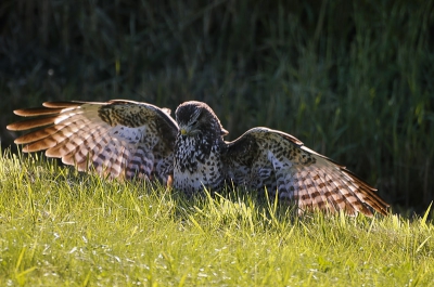 Is niet de beste foto zeker ook niet scherp, maar vindt zelf het moment mooie, slaat net een muis!
